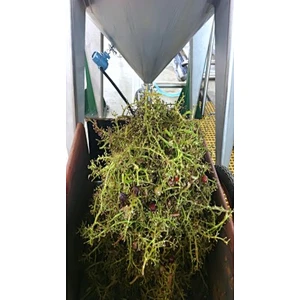 Grape processing production line