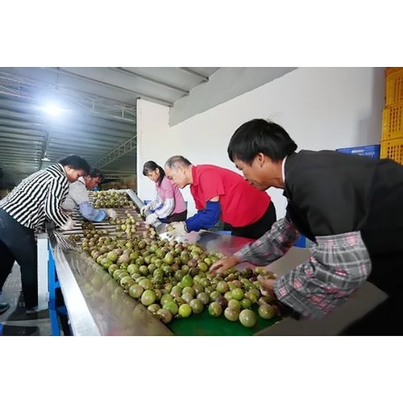 Turnkey project of passion fruit and dragon fruit processing complete production line