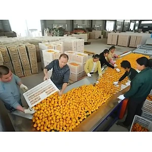 Orange,citrus,lemon processing complete production line turnkey project