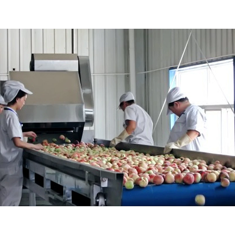 Candied fruit and dried fruit processing production line