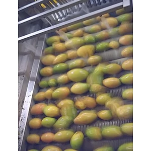 Mango processing complete production line turnkey project