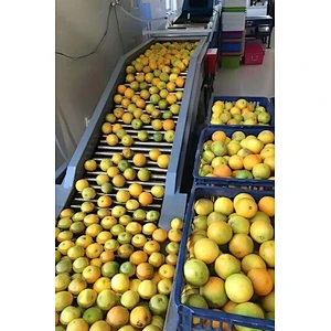 Orange,citrus,lemon processing complete production line turnkey project