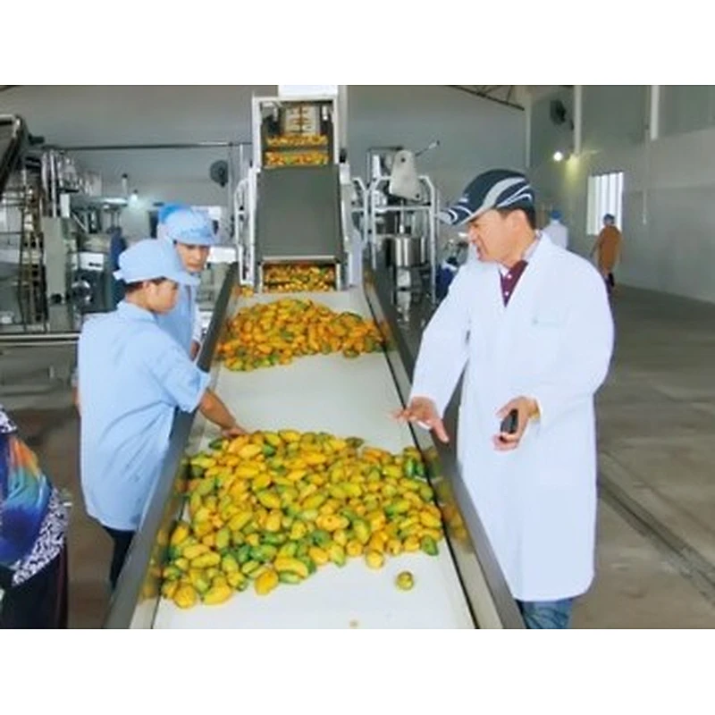 Mango processing complete production line turnkey project