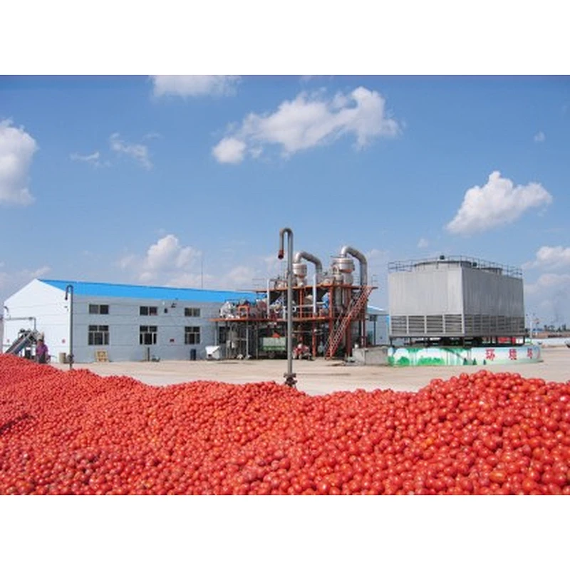 Concentrated tomato paste processing production line